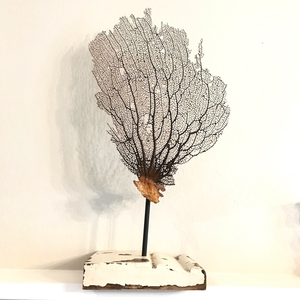 Preserved Sea fan shelf stand
